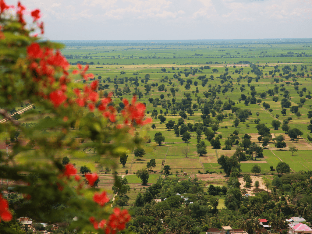 A scenic view of Battambang’s vast green rice fields, framed by red blossoms. A must-visit rural destination for nature lovers planning a Cambodia itinerary or searching for the best places to visit in Cambodia.