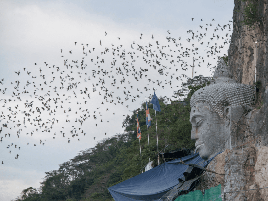 Thousands of bats fly out of the Phnom Sampov Bat Cave in Battambang, Cambodia, at sunset near a massive Buddha carving. A unique experience for travelers exploring Cambodia travel guide recommendations.