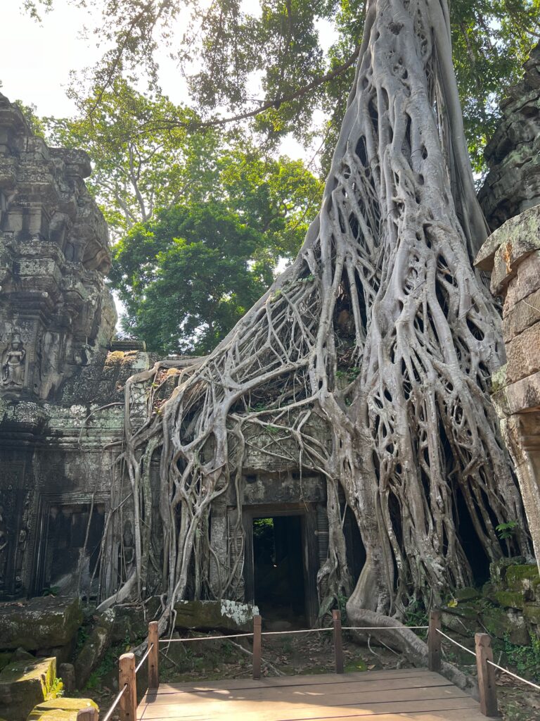 Massive tree roots covering Ta Prohm temple in Angkor, Cambodia, a famous archaeological site known for its atmospheric jungle-covered ruins.