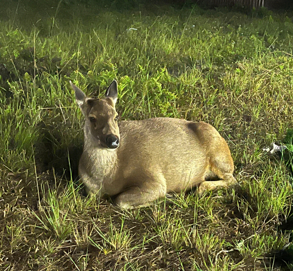 A wild deer resting in a grassy field at Phu Kradueng National Park, Thailand, surrounded by lush greenery in a peaceful setting.